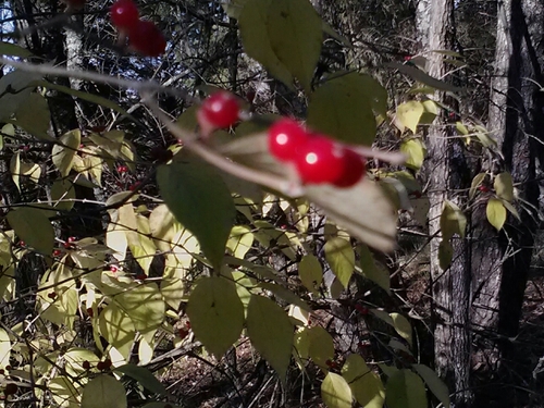 Marciajshepherd's profile picture. 