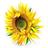 markhamgreens's profile image