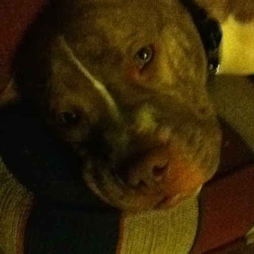 daniva9's profile picture. 