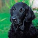 andy millar - @flatcoatwalker - Twitter