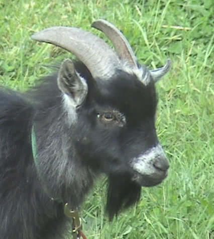I reside at the BLEAT LIFE RANCH Aside from 2 tormentors, life is sweet!
