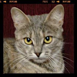 TheMargoSprouse's profile picture. I'm cat....