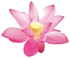 Flor