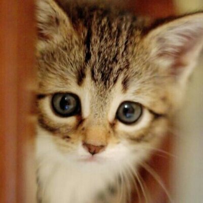 はすの