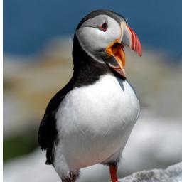 jamesb2147's profile picture. Here for historical reasons. If you actually want to reach me, please use the Mastodon account above.