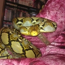 Adam Gillard  - @adamski_g - Twitter