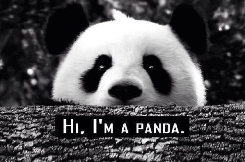pandaprobz's profile picture. The everyday life of a panda.. #pandaprobz #pandalife FOLLOWING BACK ALL PANDAS #sisterhood (not representing Notre Dame Academy)