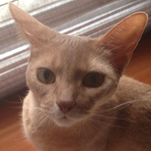 猫、ハイキング、アサシンクリード、ボルダリング