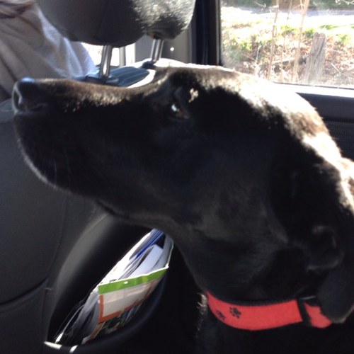 laurenmarx10's profile picture. 