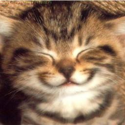 gatopardococa's profile picture. gatitos :·3