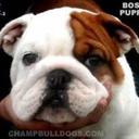 frank gunn - @busboss227 - Twitter