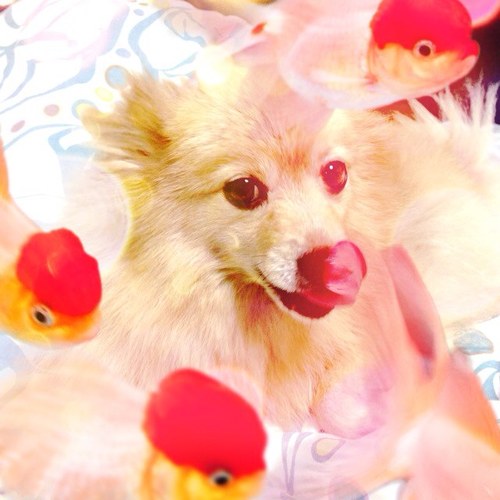 55youko's profile picture. 