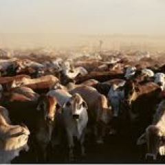 Work and live on a cattle station in WA. Go the pies!!!!