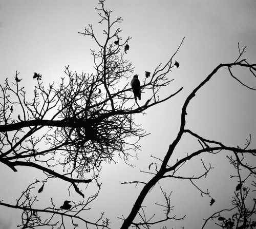 The Ravens is a special film project. It's designed to help raise awareness about PTS in a unique and powerful way.