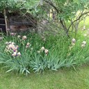 Donna Angel - @angel_deangel43 - Twitter