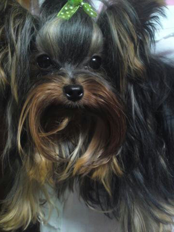 Soy amante de los animales, me gustan todos, especialmente los perros, gatos y caballos. Uno de mis ideales es erradicar **EL MALTRATO ANIMAL**.
