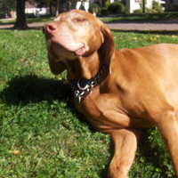 SquintingDog (@clepro) 's Twitter Profile