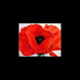 Laura Caroe (@laurielaurs) Twitter profile photo
