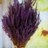 Lavender_q8i's profile image