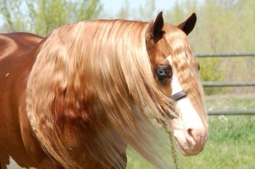 Cow Pony (R) clothing honoring the western lifestyle. Horses. Blessed. 
If your dreams don't scare you they are not big enough.