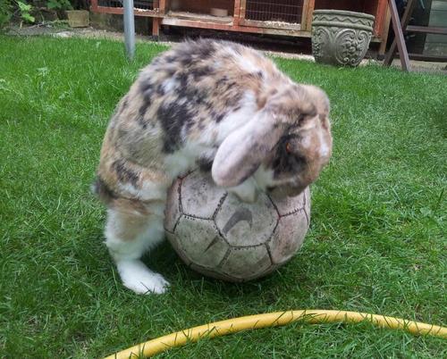 Just your everyday rabbit....love shagging footballs and wrecking the shed! I shit for England
