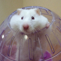 Autistic Spectrum Disorder & Aspergers Advocate......and of course Hamster Extraordinaire !