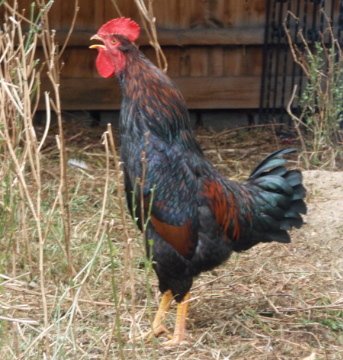 SuburbanFlock's profile picture. 