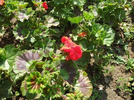 burgacmustafa's profile picture. 