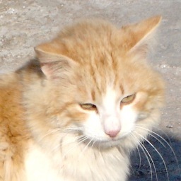 A Cat lover French girl salsera who speaks Japanese now living on beautiful Greek island and making jewelry ギリシャに住んでいるフランス人でございます。よろしくお願いいたします。