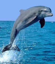 AverageDolphin's profile picture. Whats up bitches. Im just an average dolphin tryna find my grind