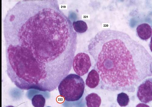 UKNEQAS(H) Digital Morphology - Supporting Learning and Development in Haematological Morphology