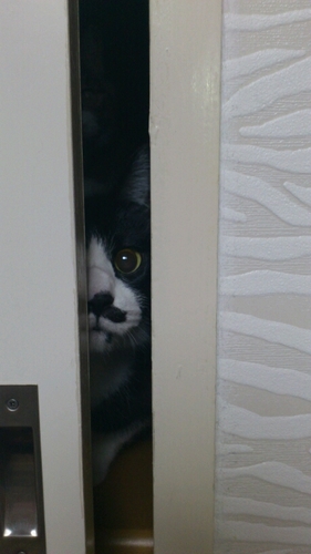 りえぴょん