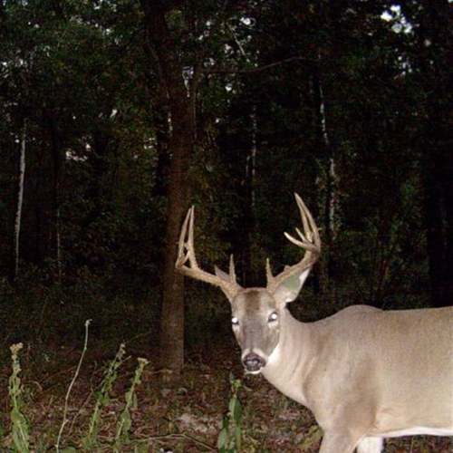 ArkansasHunter's profile picture. .