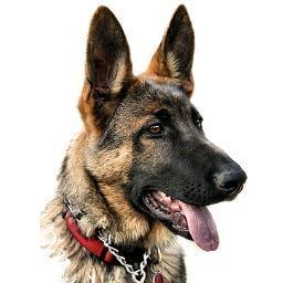 workingdogforu's profile picture. New Working Dog breed forum for people all over the world to discuss and share the love of working dogs, exciting things to come, discounts and much more.