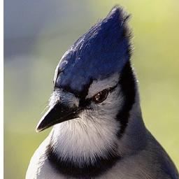 Passionate Bluejays fan since the late 80's.