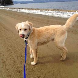 SandyDogNanny's profile picture. Providing pet foster care 4 victims of Hurricane Sandy who want to keep their pets, but need help until they can rebuild. We have foster homes in NY, NJ, & VT