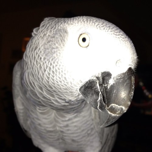 Handmade Unique Parrot and Small Bird Food can all be personalised to your parrots taste and needs!