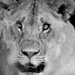 PaulChaulo's profile picture. 