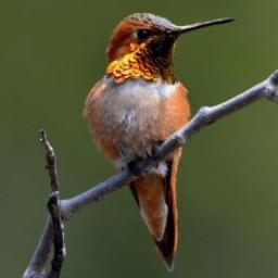 jlmbloodwo's profile picture. 