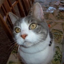 Pat Todd - @819ToHap - Twitter