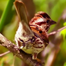 daTweetestASS's profile picture. 