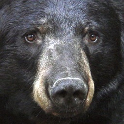 The Wildlife Research Institute is conducting the longest and most detailed black bear study and the largest educational outreach program ever for black bears.