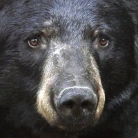 Wildlife Research Institute (@bearstudy) 's Twitter Profile Photo Wildlife Research Institute (@bearstudy) 's Twitter Profile Photo
