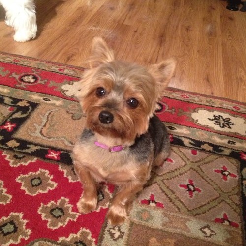 Jessicalynn2686's profile picture. 