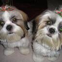 Tammy Elrod - @Sugar__Creek - Twitter