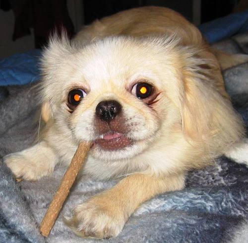 gypsyrx1's profile picture. 