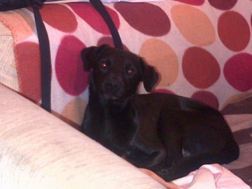 salg41's profile picture. Enjoys reading. Walking my dog walter.