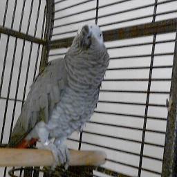 i love animals i have two dogs and two birds im in chorus in my school and i want to be a swimmer when i grow up. follow me and i follow you back