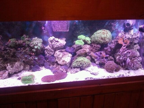 redfrog1234's profile picture. Leader in salt fresh water aquarum maintenance