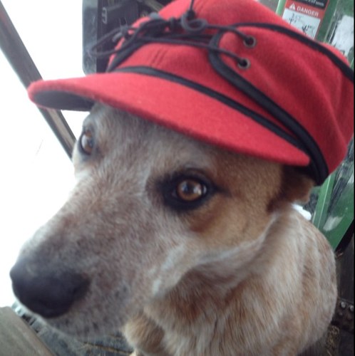 Rancher, oilfield operator,washed up broncrider turned triathlete. Proud Albertan